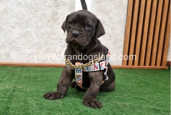 twlh-gryt-dyn-greatdane-178_7