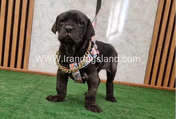 twlh-gryt-dyn-greatdane-178_8