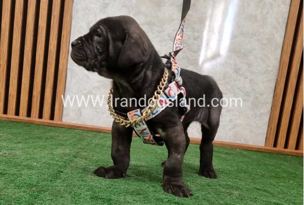 twlh-gryt-dyn-greatdane-178_9