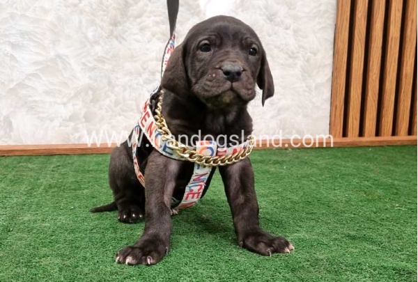 twlh-gryt-dyn-greatdane-180_2