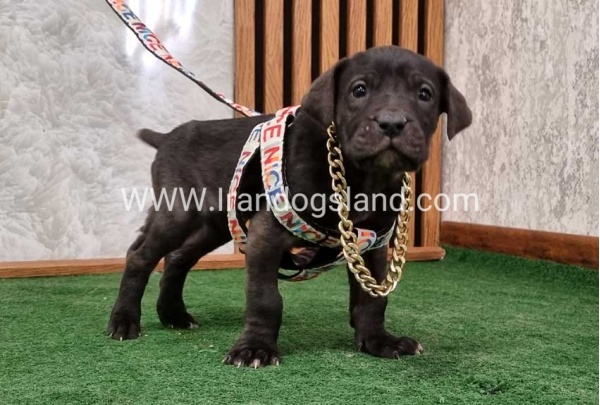 twlh-gryt-dyn-greatdane-180_3