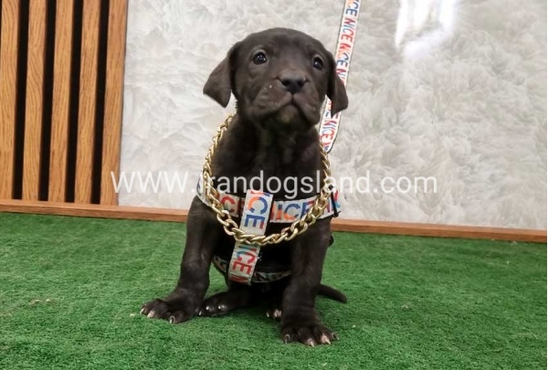 twlh-gryt-dyn-greatdane-180_4