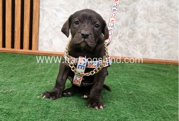 twlh-gryt-dyn-greatdane-180_5