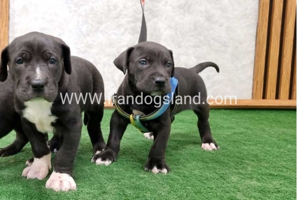 twlh-gryt-dyn-greatdane-183_10