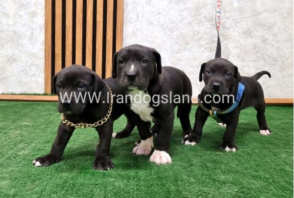 twlh-gryt-dyn-greatdane-183_11