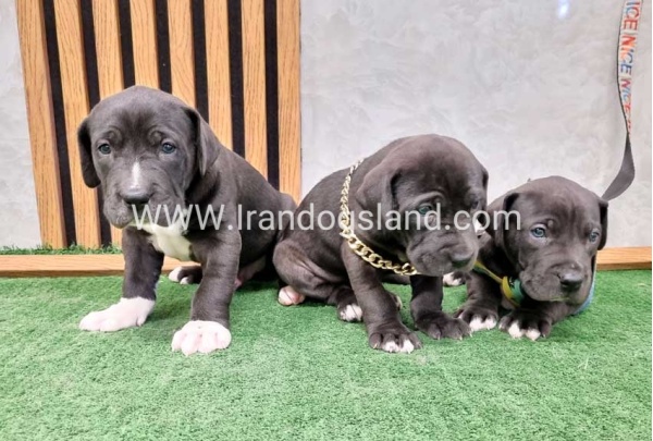 twlh-gryt-dyn-greatdane-183_12