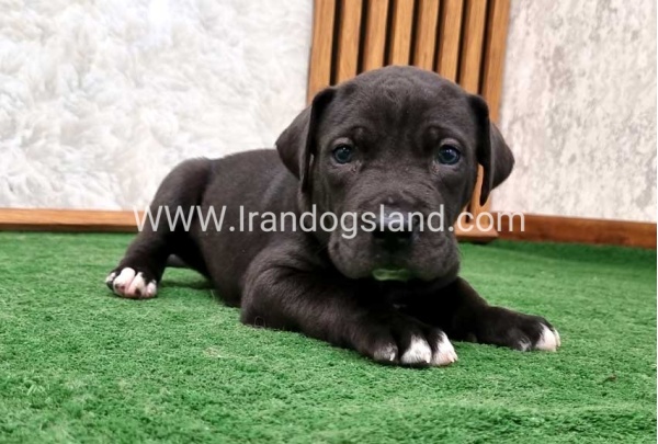 twlh-gryt-dyn-greatdane-183_2