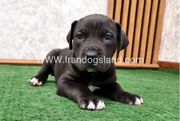 twlh-gryt-dyn-greatdane-183_3