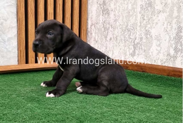 twlh-gryt-dyn-greatdane-183_4