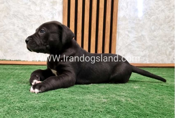 twlh-gryt-dyn-greatdane-183_9