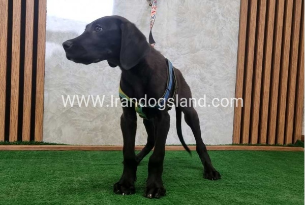 twlh-gryt-dyn-greatdane-191_4