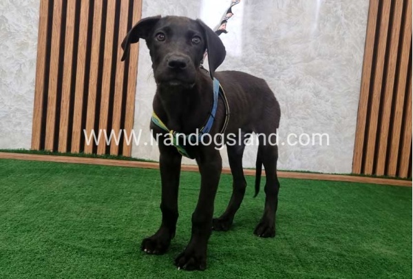 twlh-gryt-dyn-greatdane-191_5