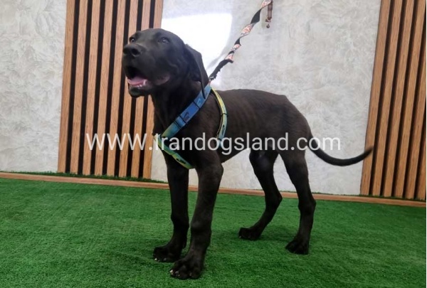 twlh-gryt-dyn-greatdane-191_6