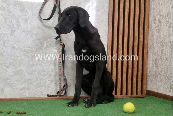 twlh-gryt-dyn-greatdane-194_1