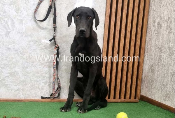 twlh-gryt-dyn-greatdane-194_10