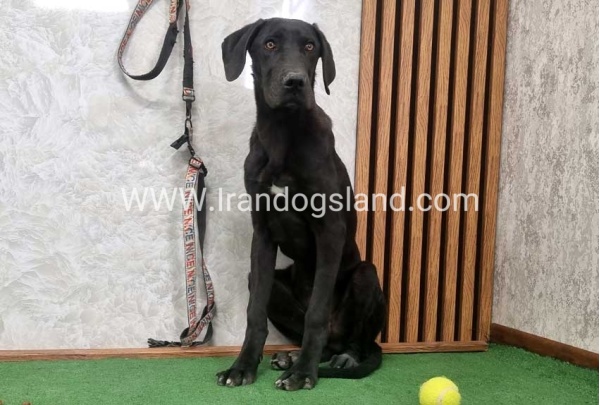 twlh-gryt-dyn-greatdane-194_2
