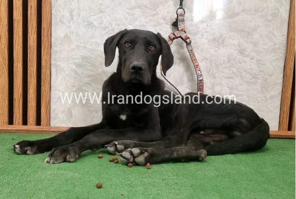 twlh-gryt-dyn-greatdane-194_4
