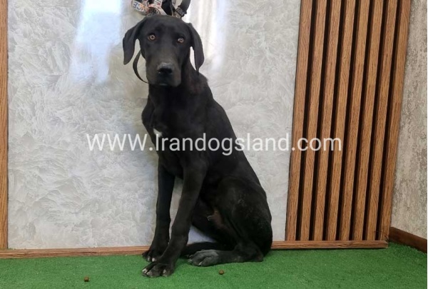 twlh-gryt-dyn-greatdane-194_5