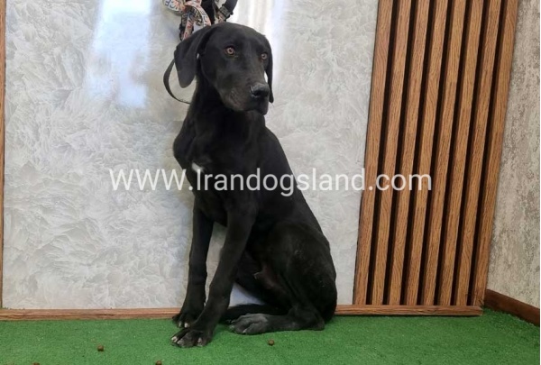 twlh-gryt-dyn-greatdane-194_6