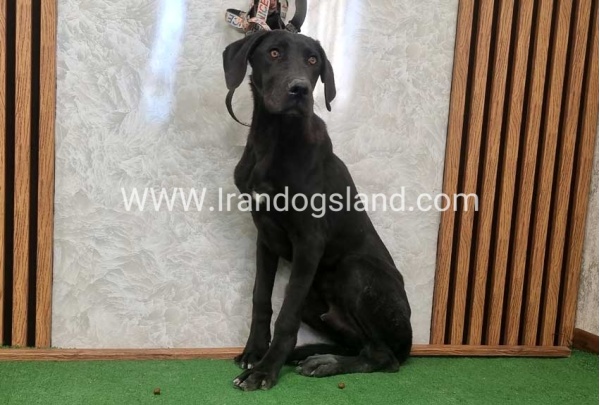 twlh-gryt-dyn-greatdane-194_7