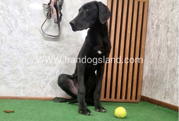 twlh-gryt-dyn-greatdane-194_8
