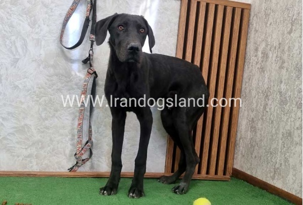 twlh-gryt-dyn-greatdane-194_9