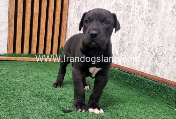 twlh-gryt-dyn-greatdane-196_10