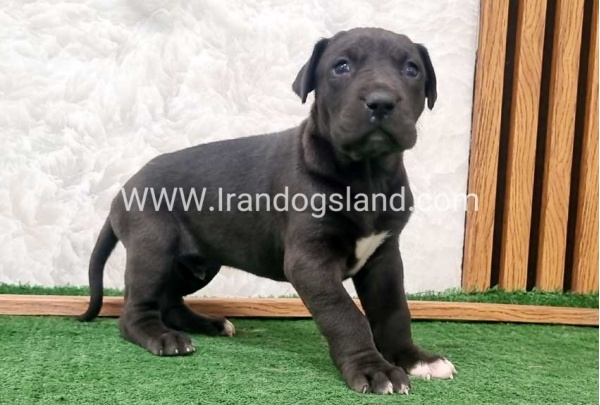 twlh-gryt-dyn-greatdane-196_2