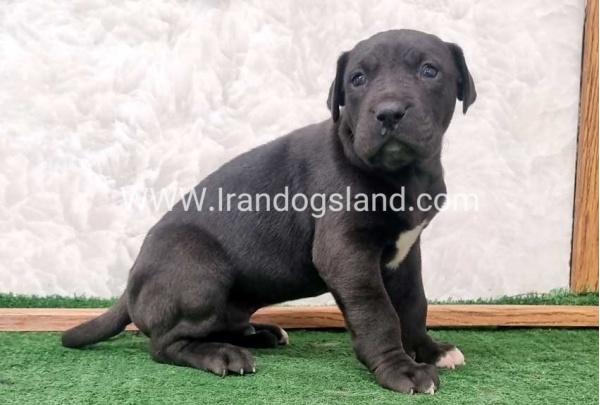 twlh-gryt-dyn-greatdane-196_3