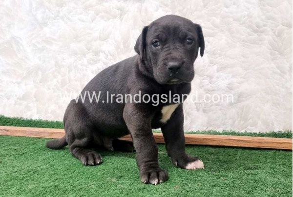 twlh-gryt-dyn-greatdane-196_4