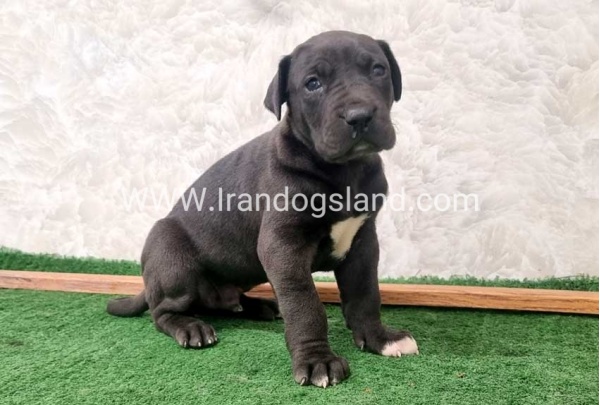twlh-gryt-dyn-greatdane-196_5