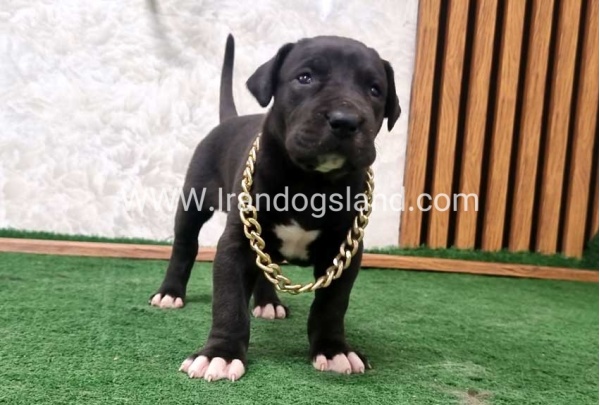 twlh-gryt-dyn-greatdane-198_1