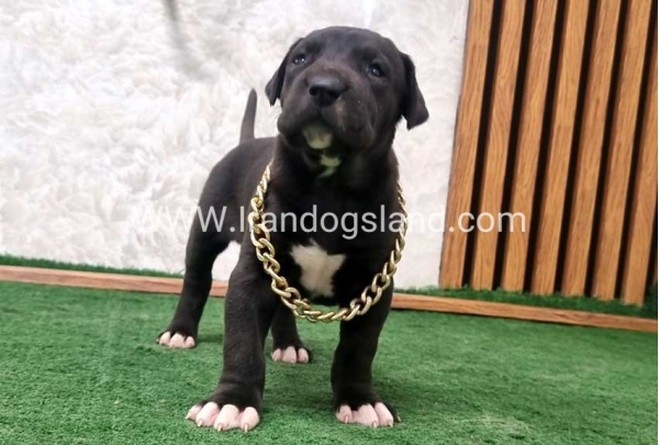 twlh-gryt-dyn-greatdane-198_2