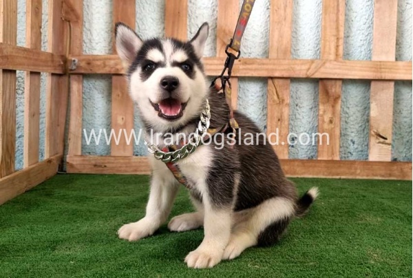 twlh-hasky-husky-392_1