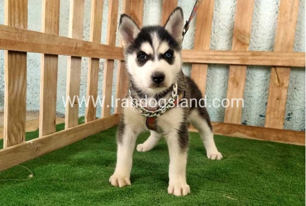 twlh-hasky-husky-392_10