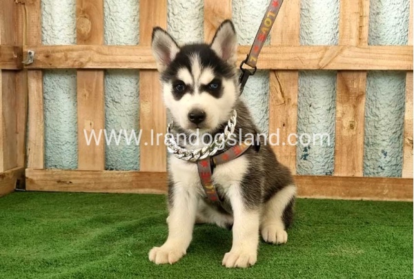 twlh-hasky-husky-392_11