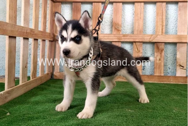 twlh-hasky-husky-392_12