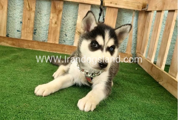 twlh-hasky-husky-392_2