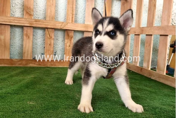 twlh-hasky-husky-392_3