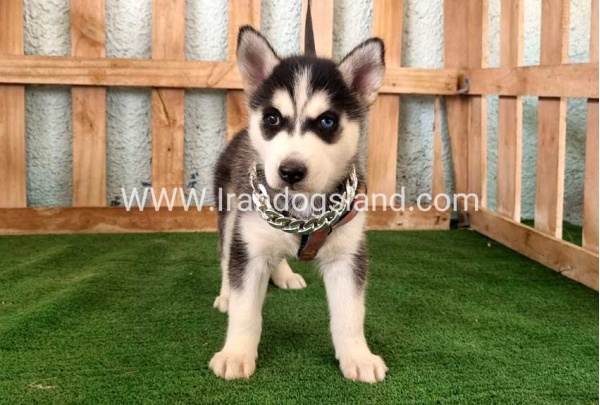 twlh-hasky-husky-392_4