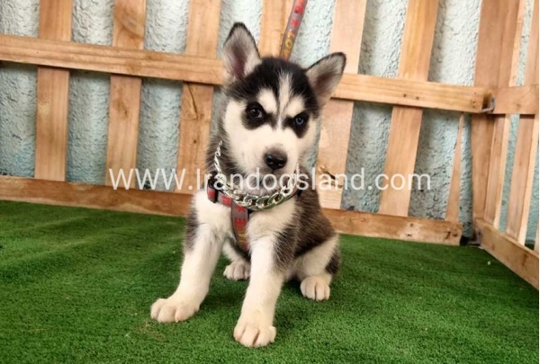 twlh-hasky-husky-392_5