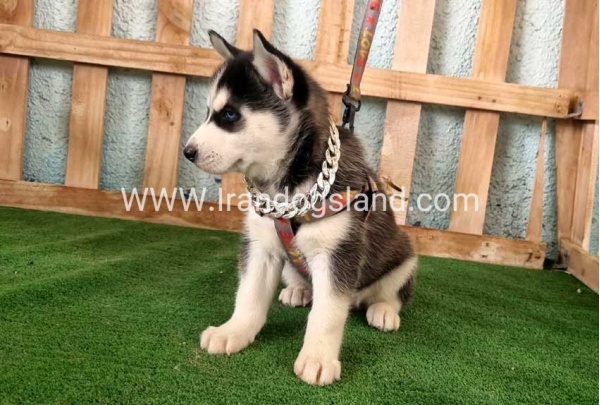 twlh-hasky-husky-392_6
