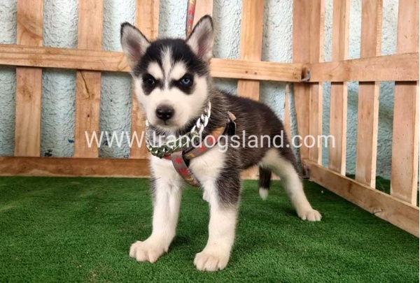twlh-hasky-husky-392_7