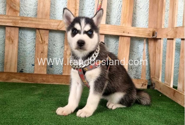 twlh-hasky-husky-392_8