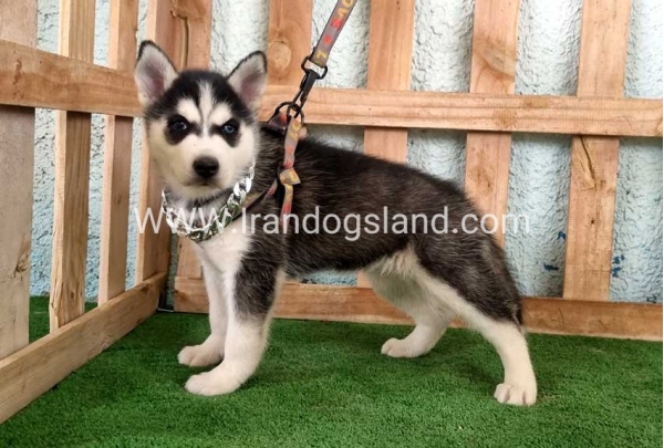 twlh-hasky-husky-392_9