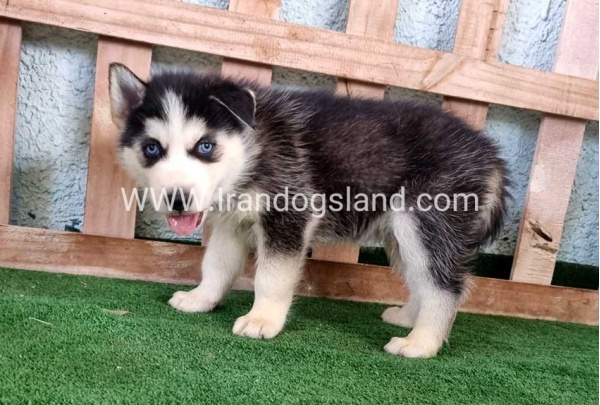 twlh-hasky-husky-395_2