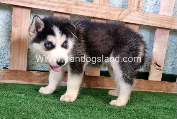 twlh-hasky-husky-395_3