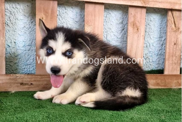 twlh-hasky-husky-395_4