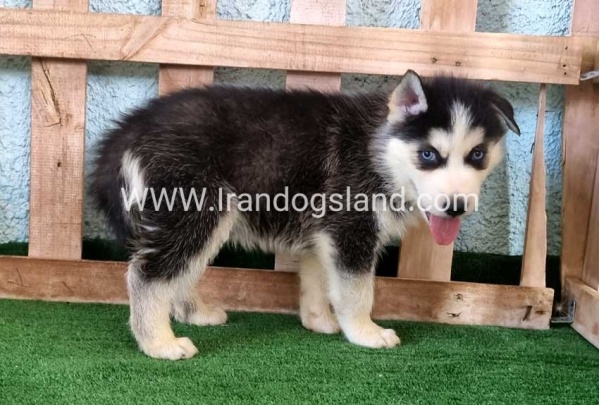 twlh-hasky-husky-395_5