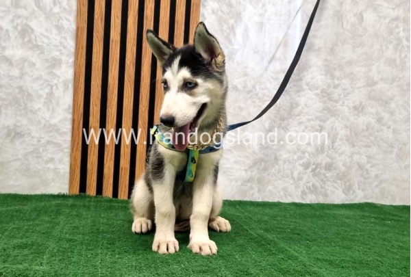 twlh-hasky-husky-401_6